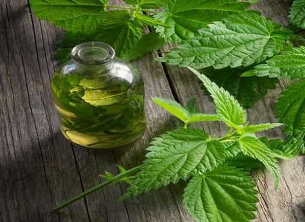 تصویر 2 از فروش عرق گزنه اصل + قیمت خرید به صرفه